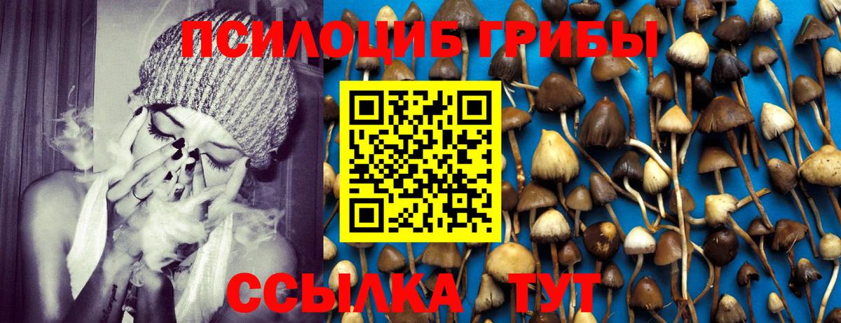 Галлюциногенные грибы Psilocybe Мценск